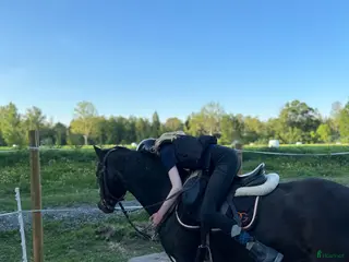 hästar C-ponny sökes - Annons 5