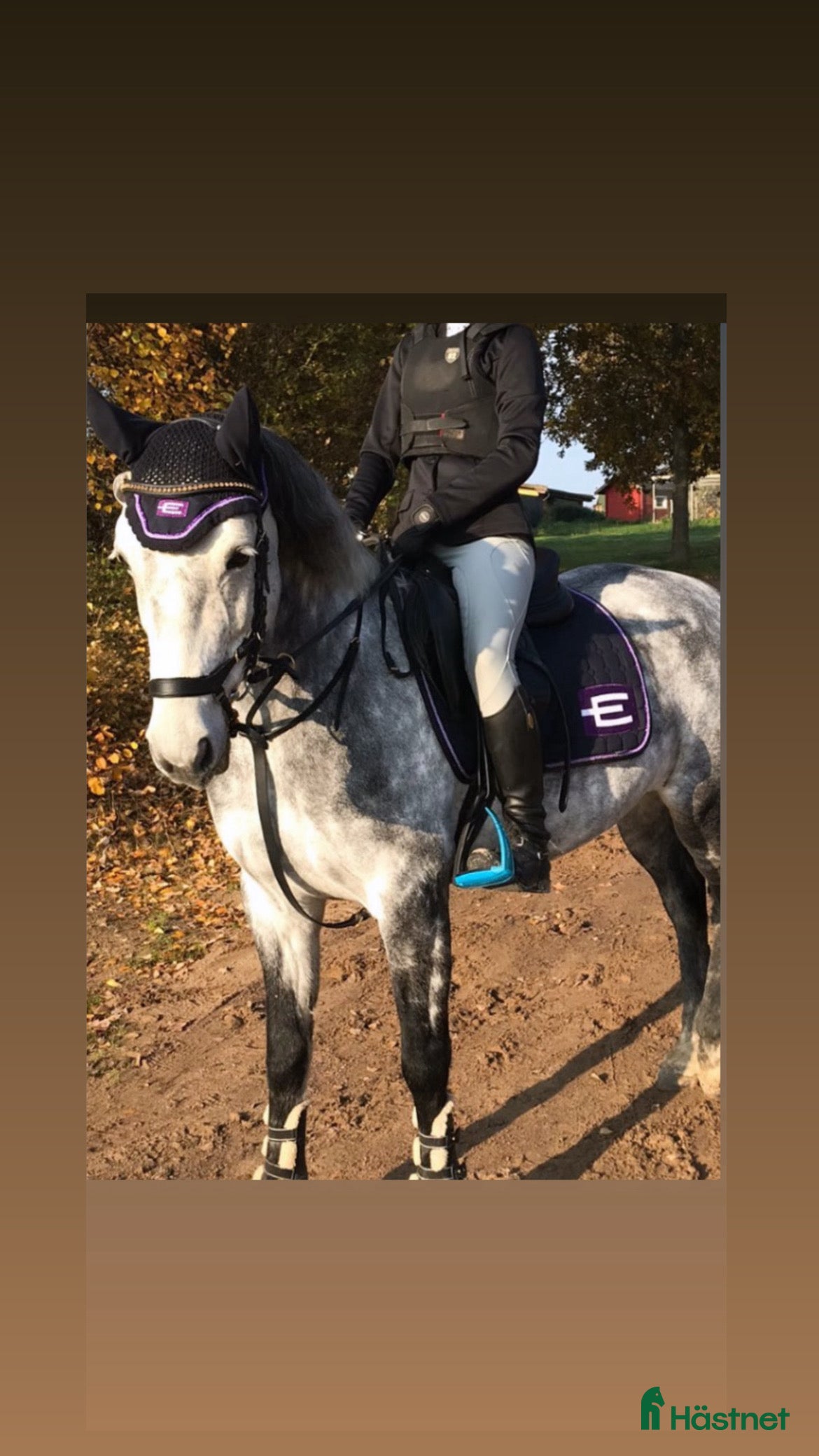 Schabrak & Vojlockar hästutrustning till salu: Snyggt Equiline set i Malmö - Annons 2