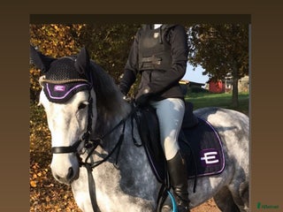 Schabrak & Vojlockar hästutrustning till salu: Snyggt Equiline set i Malmö - Annons 4