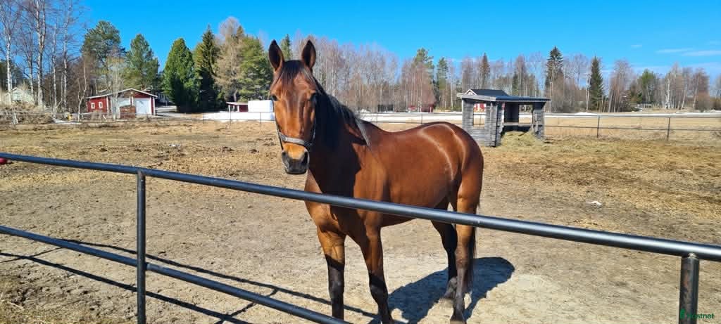  hästar Lojal och träningsglad ridtravare  i Hortlax - Annons 3