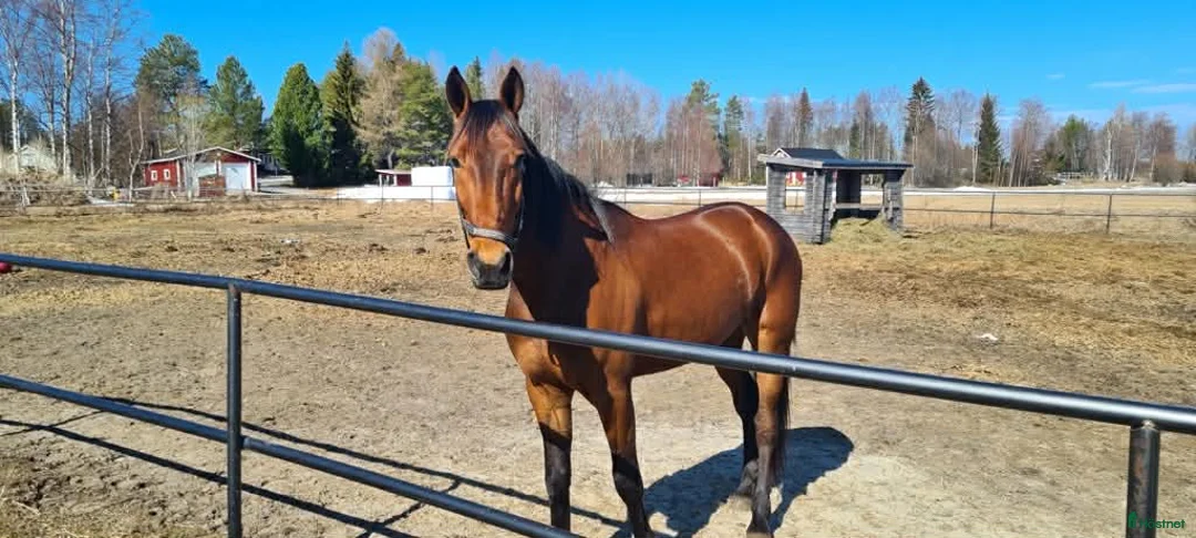 Allround hästar till salu: Lojal och träningsglad ridtravare  i Hortlax - Annons 1