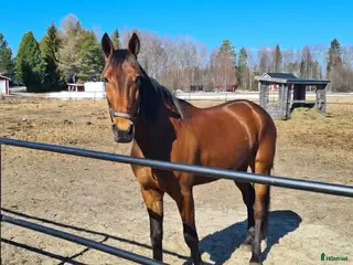 hästar Lojal och träningsglad ridtravare i Hortlax - Annons 3