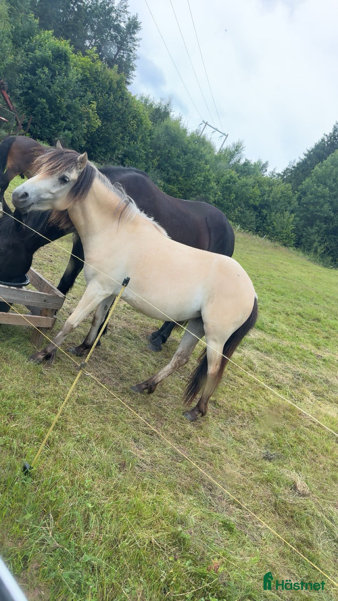 Allround hästar till salu: Gotlandsruss söker nytt hem i Burseryd - Annons 2