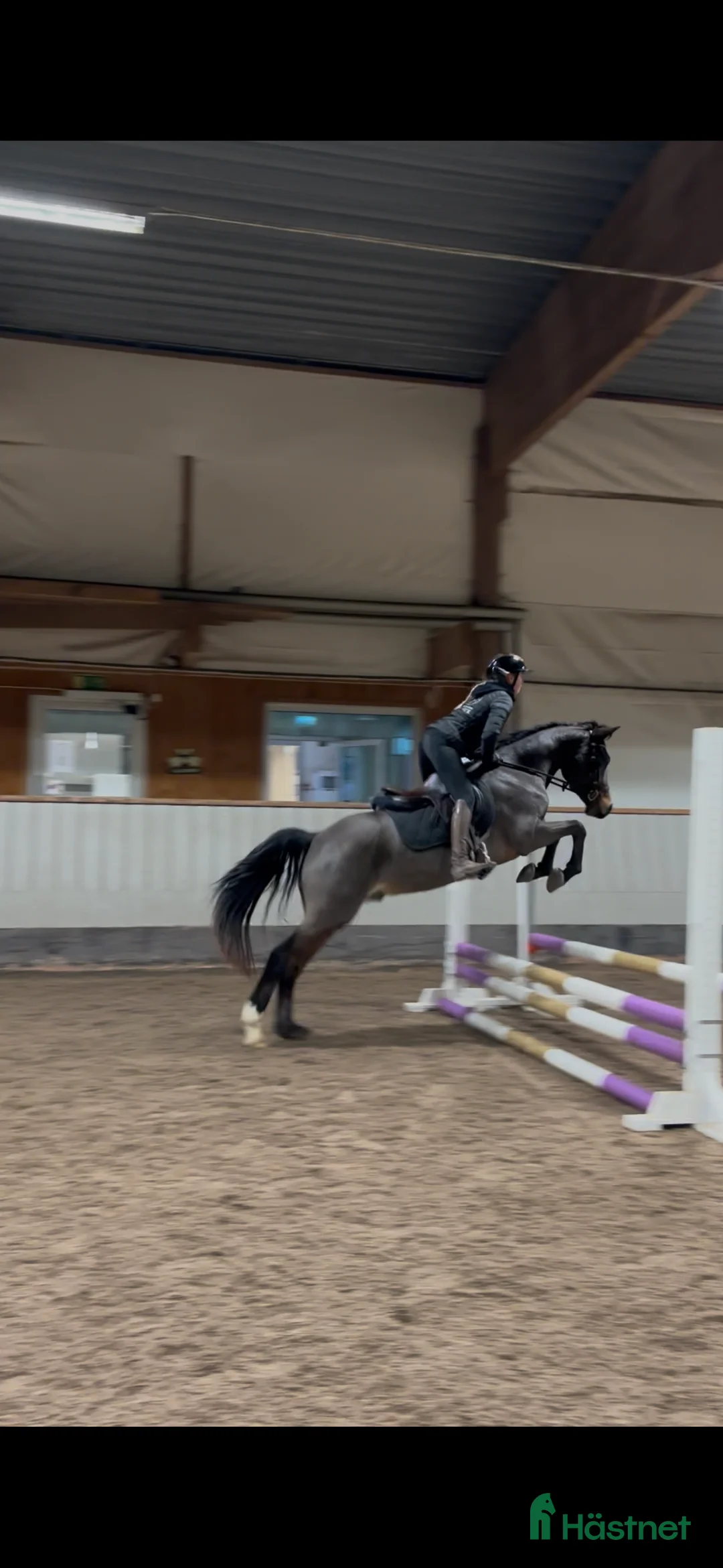 Allround hästar till salu: Kvick D-Ponny med framtidspotential i valfri gren! i Karlskoga - Annons 4