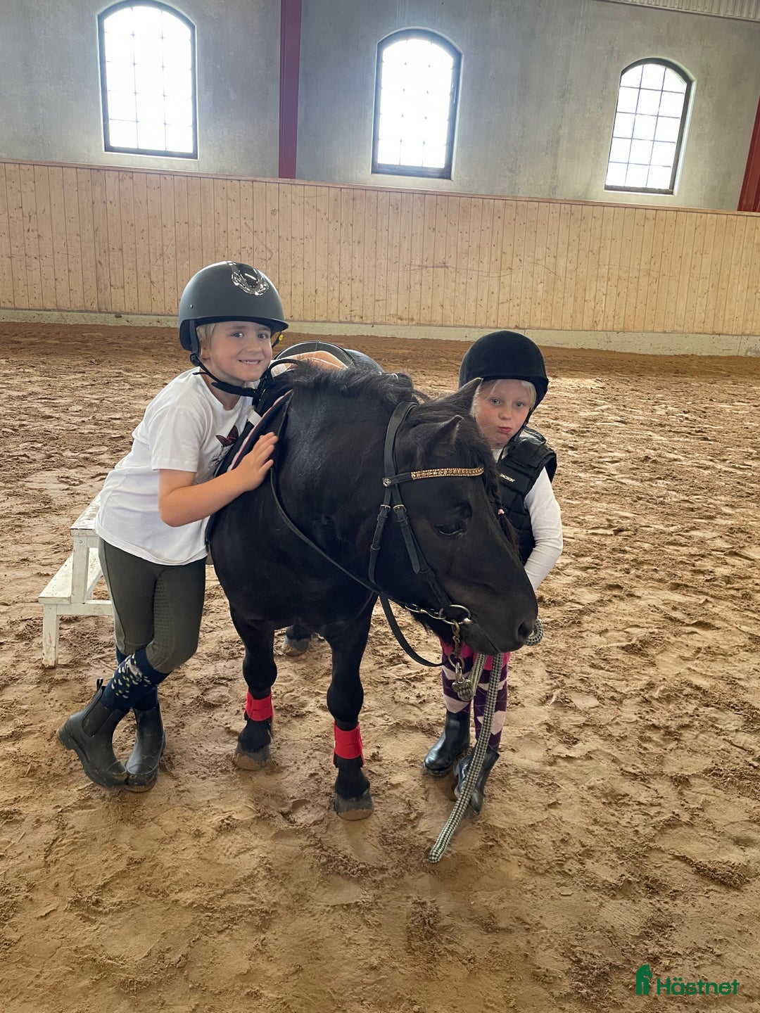 Allround hästar till salu: Bästa första ponnyn till den mindre ryttaren 🐴 i Skövde - Annons 4