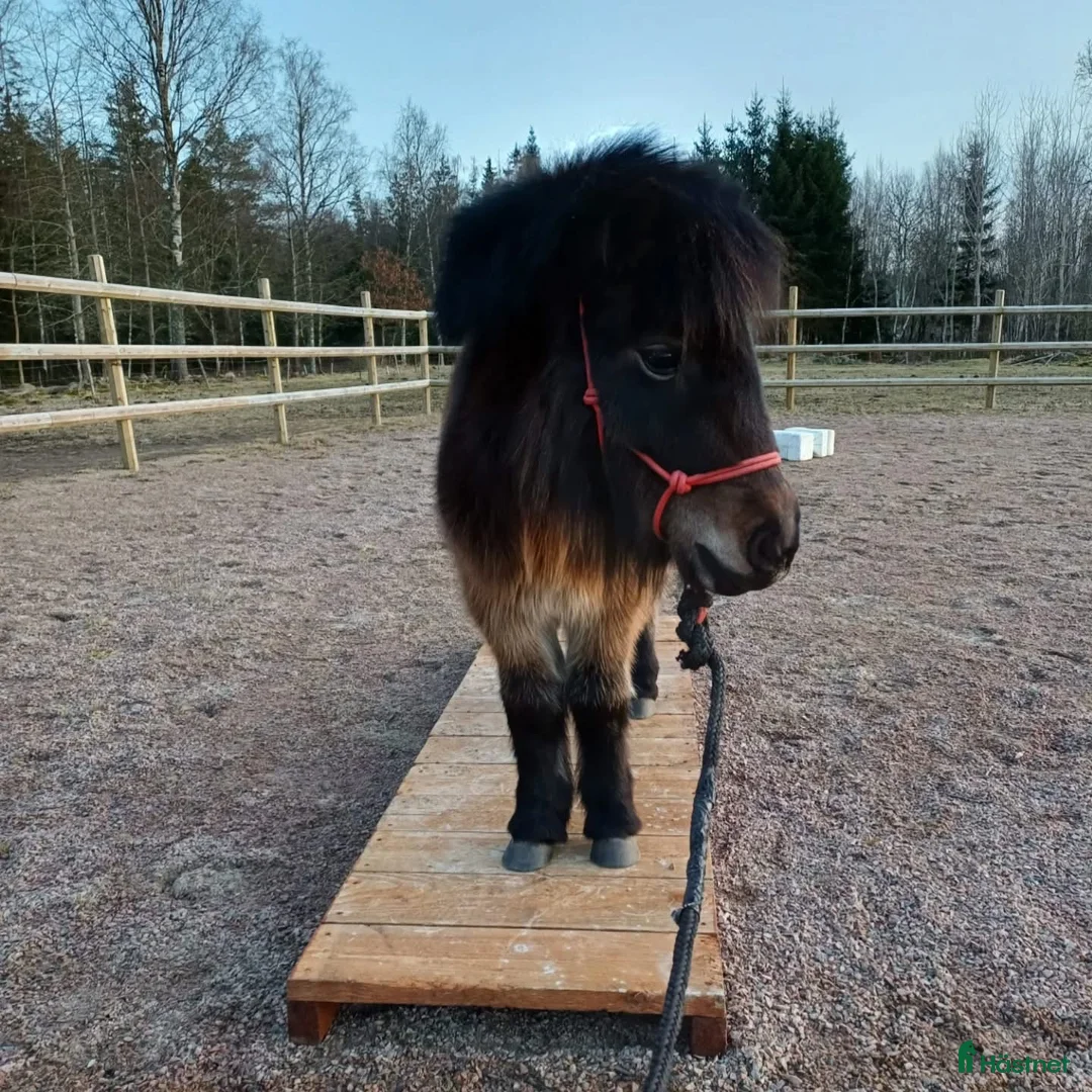 Allround hästar till salu: Fina Anna Bella  - Annons 4