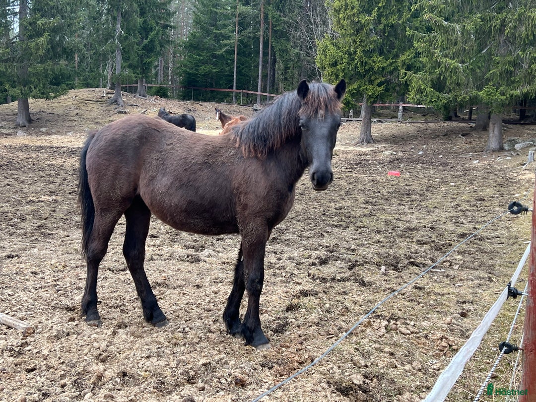 Trav hästar till salu: Lovande ettårig kallblodstravare i Idkerberget - Bild 1