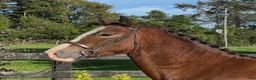 Allround hästar till salu: Stunning Welsh cob - Annons 4