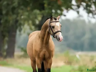 hästar 🌟 Lovande unghäst – valack född 2022 🌟 i Borås - Annons 9