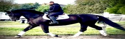 Allround hästar till salu: Hajli–Lovely Silesian Mare|169cm|Dressage&Allround - Annons 10