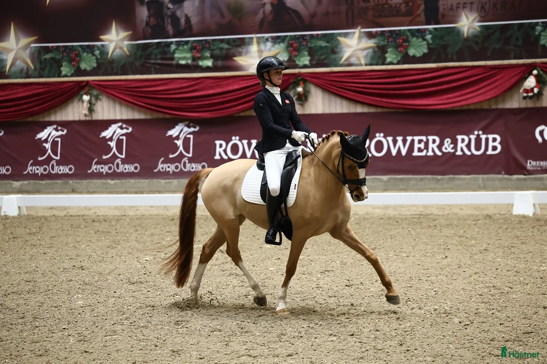 Dressyr hästar till salu: Top FEI-ponny säljes - Annons 2