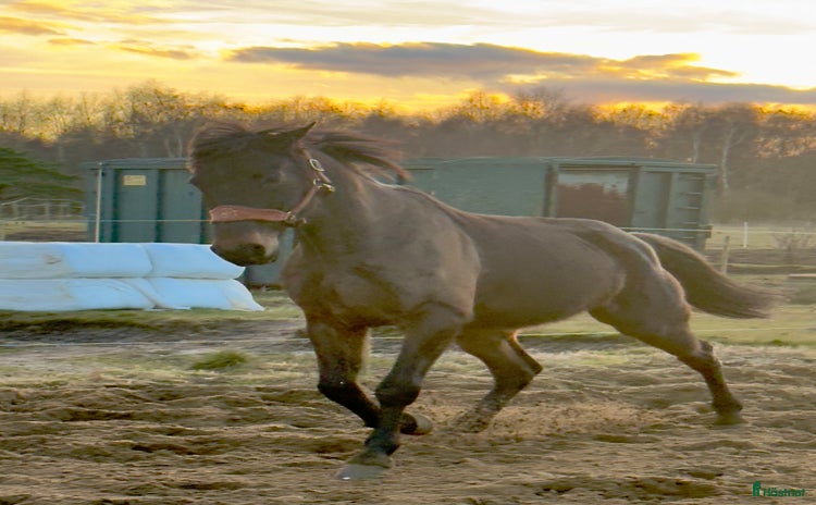  hästar i Malmö - Annons 9