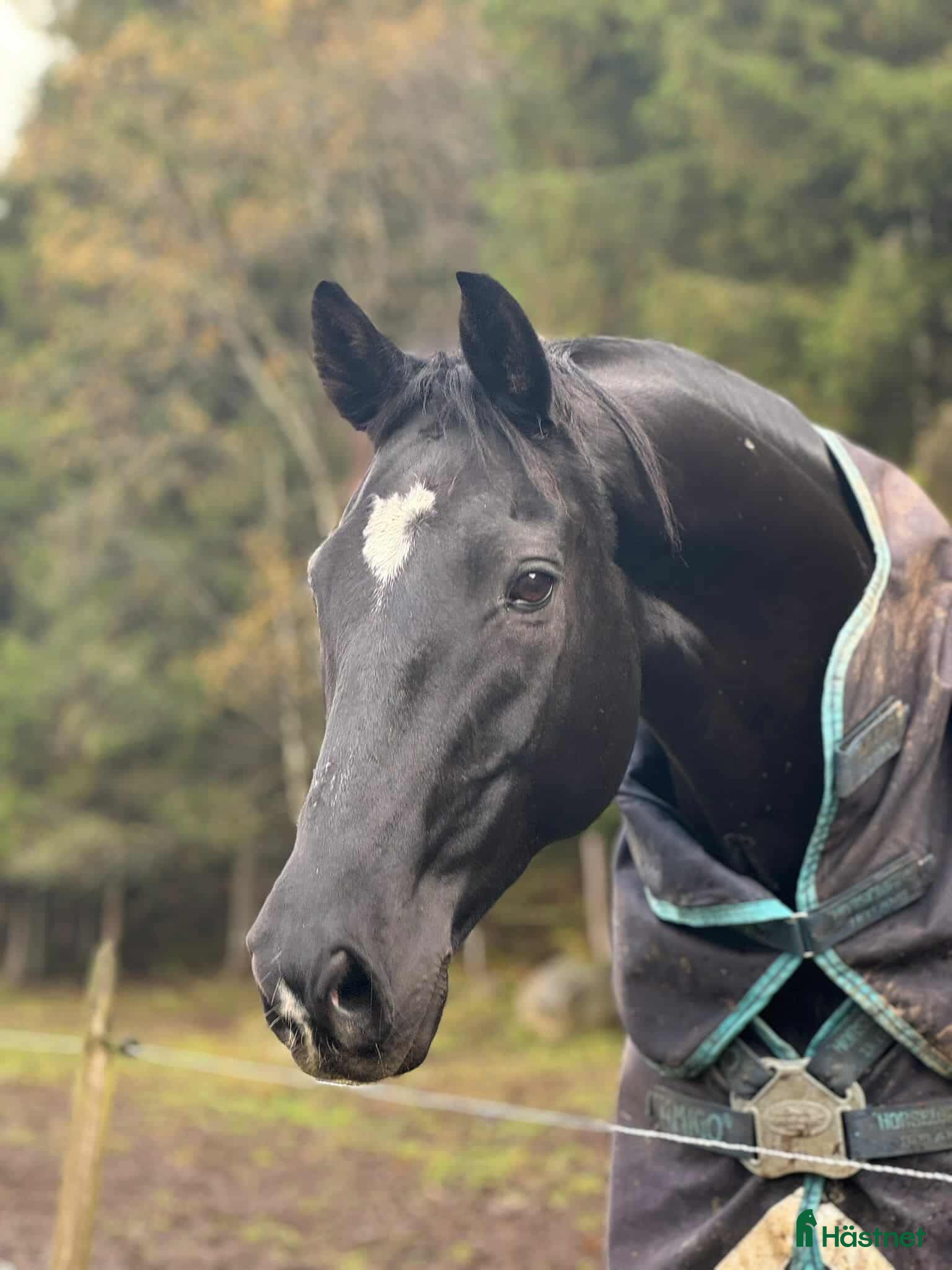  foderhäst Fodervärd sökes  i Kinnarumma - Annons 10