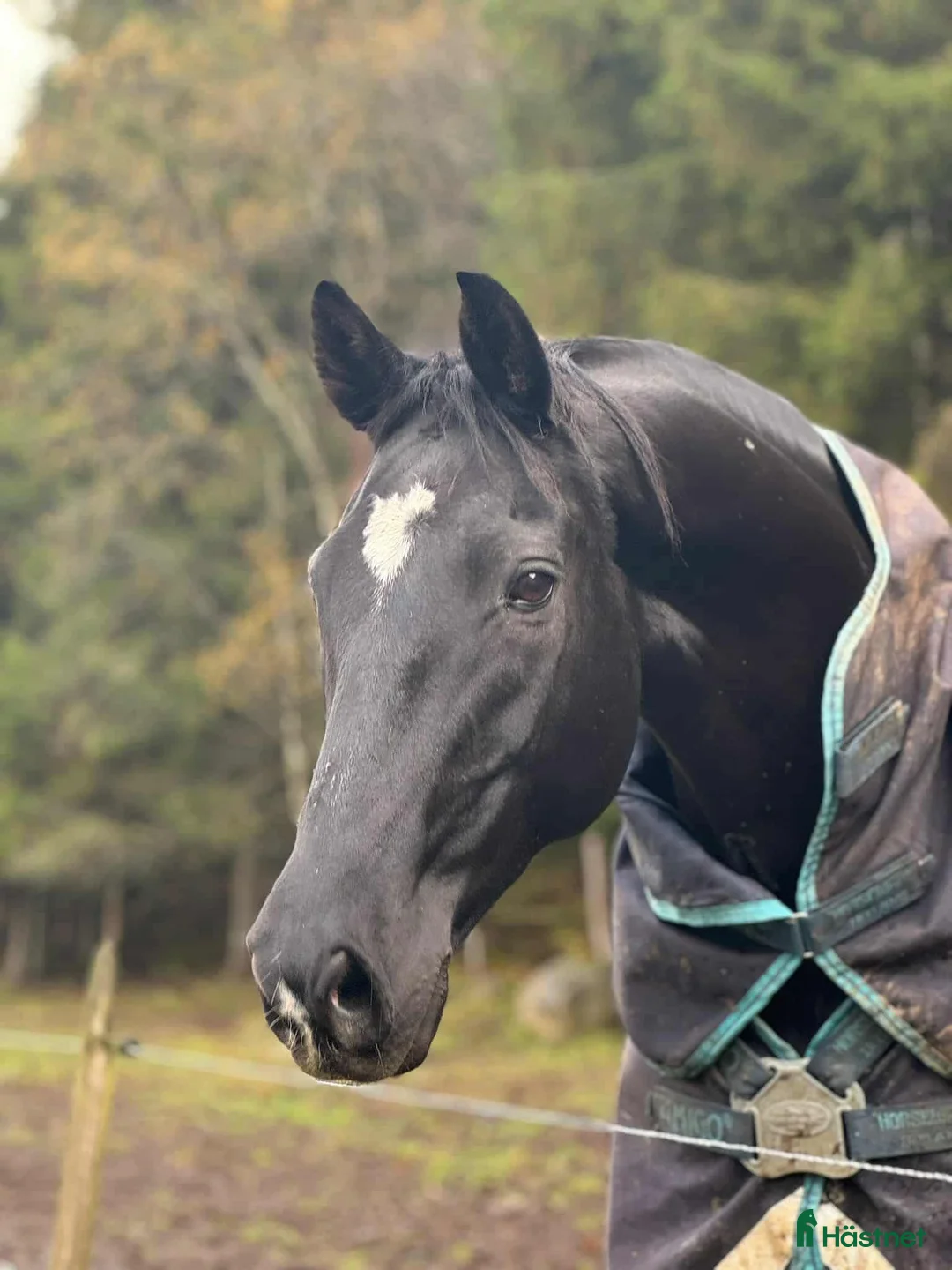  foderhäst finnes: Fodervärd sökes  i Kinnarumma - Annons 1