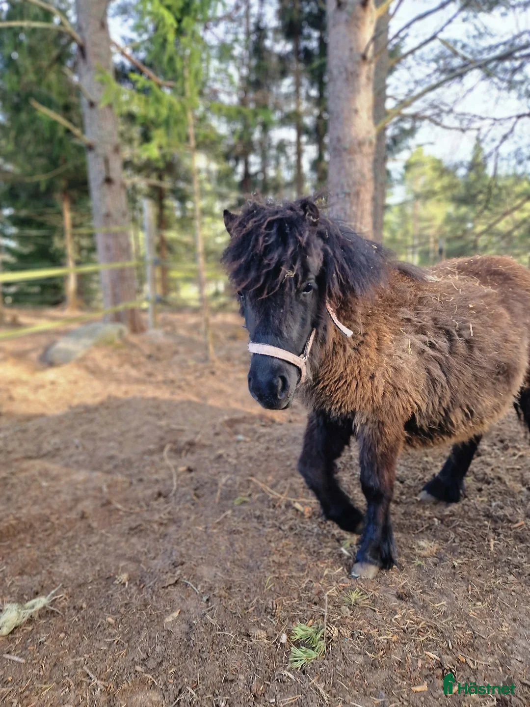 Allround hästar till salu: Underbart shetlandssto - Annons 2