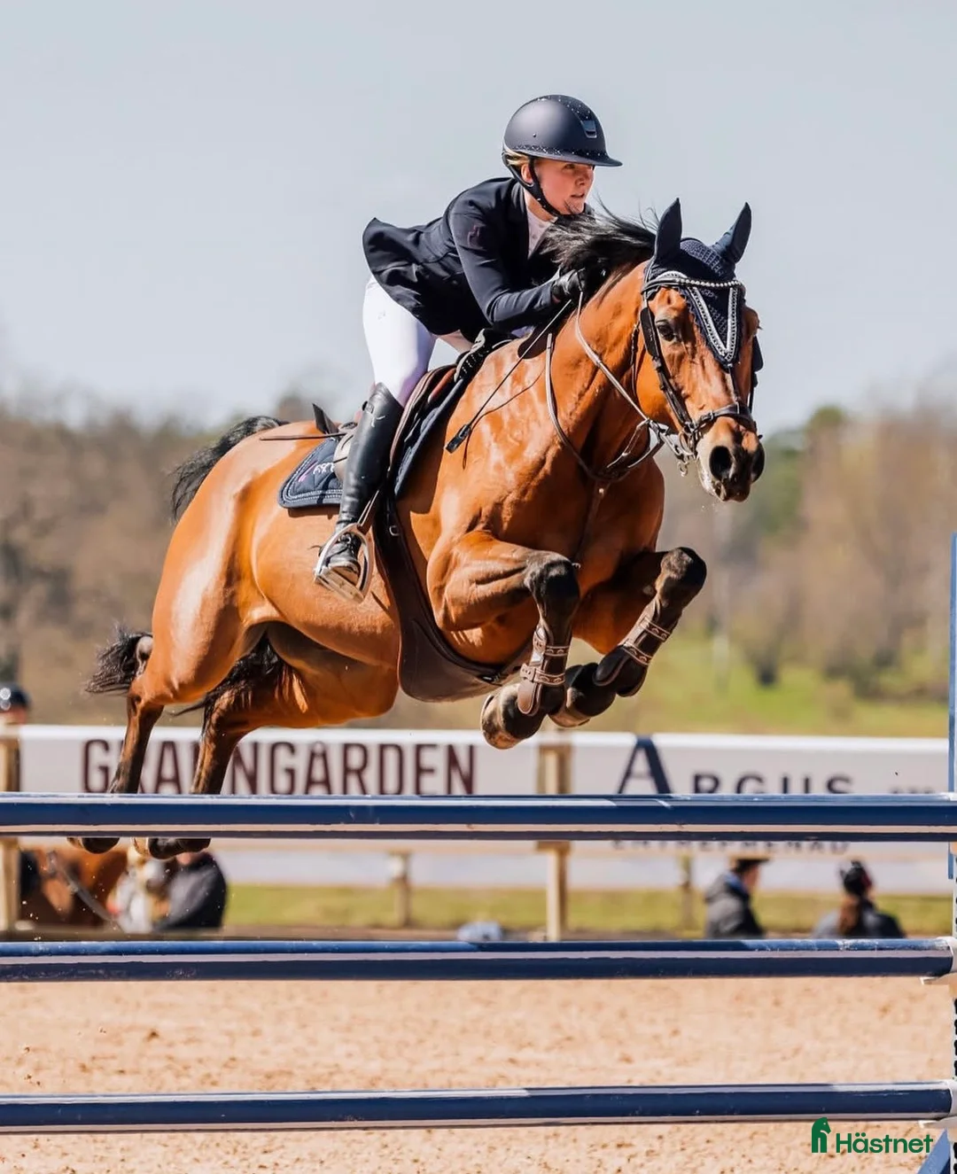 Hoppning hästar till salu: Fantastisk children/amatör häst  - Annons 4