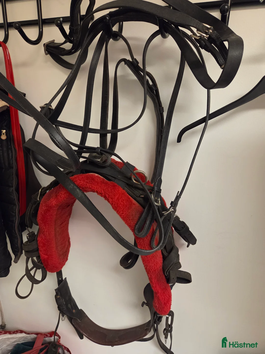 Travselar trav till salu: Travsele - Annons 2