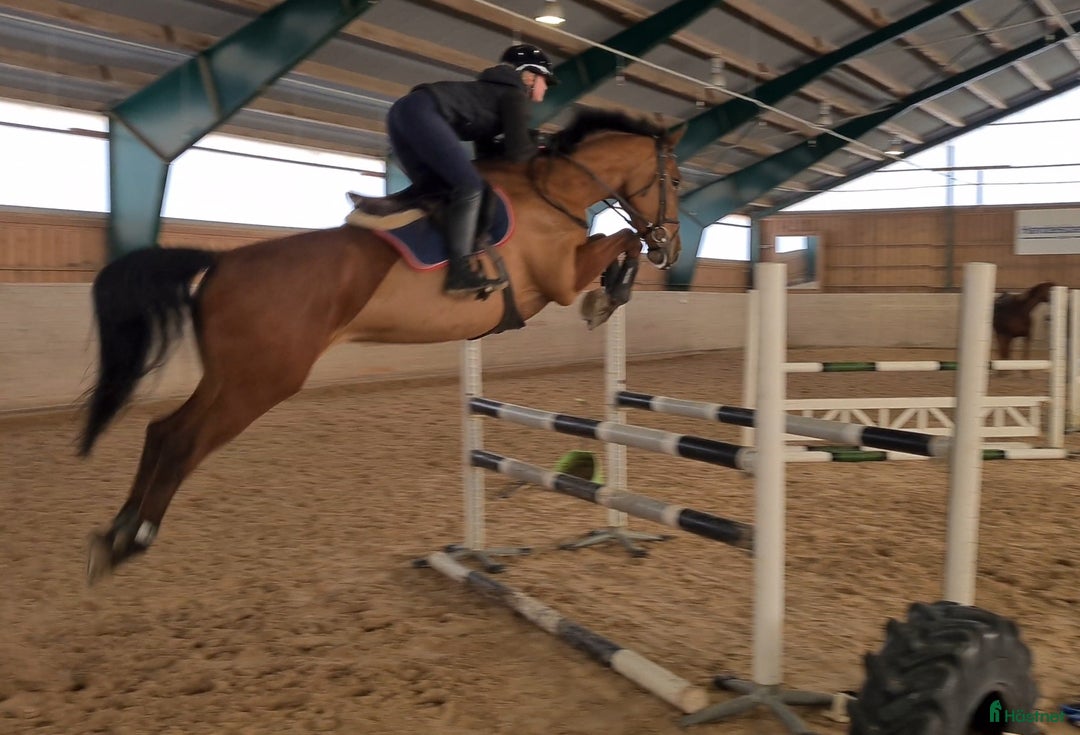 Galleribild {{count}}