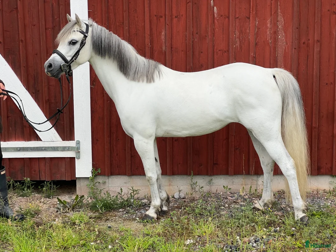 Allround hästar till salu: Dröm ponnyn för alla ryttare - Annons 2