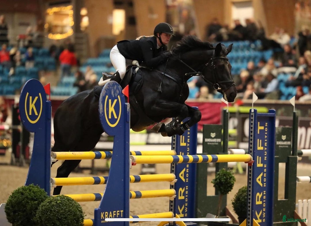 Hoppning hästar till salu: Beautiful mare by Darco - Annons 1