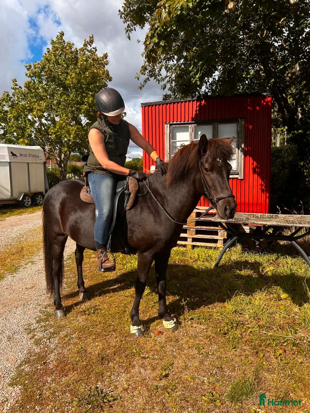  medryttarhäst finnes: Välriden känslig kille söker medryttare - Annons 3
