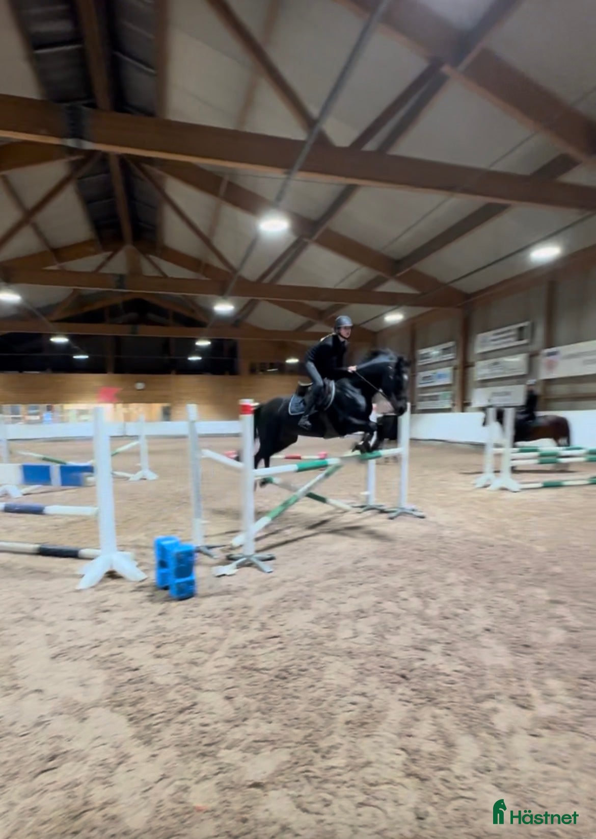  hästar 13 års jente søker D-ponny i Hønefoss - Annons 11