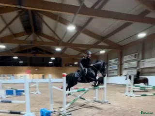 hästar 13 års jente søker D-ponny i Hønefoss - Annons 4