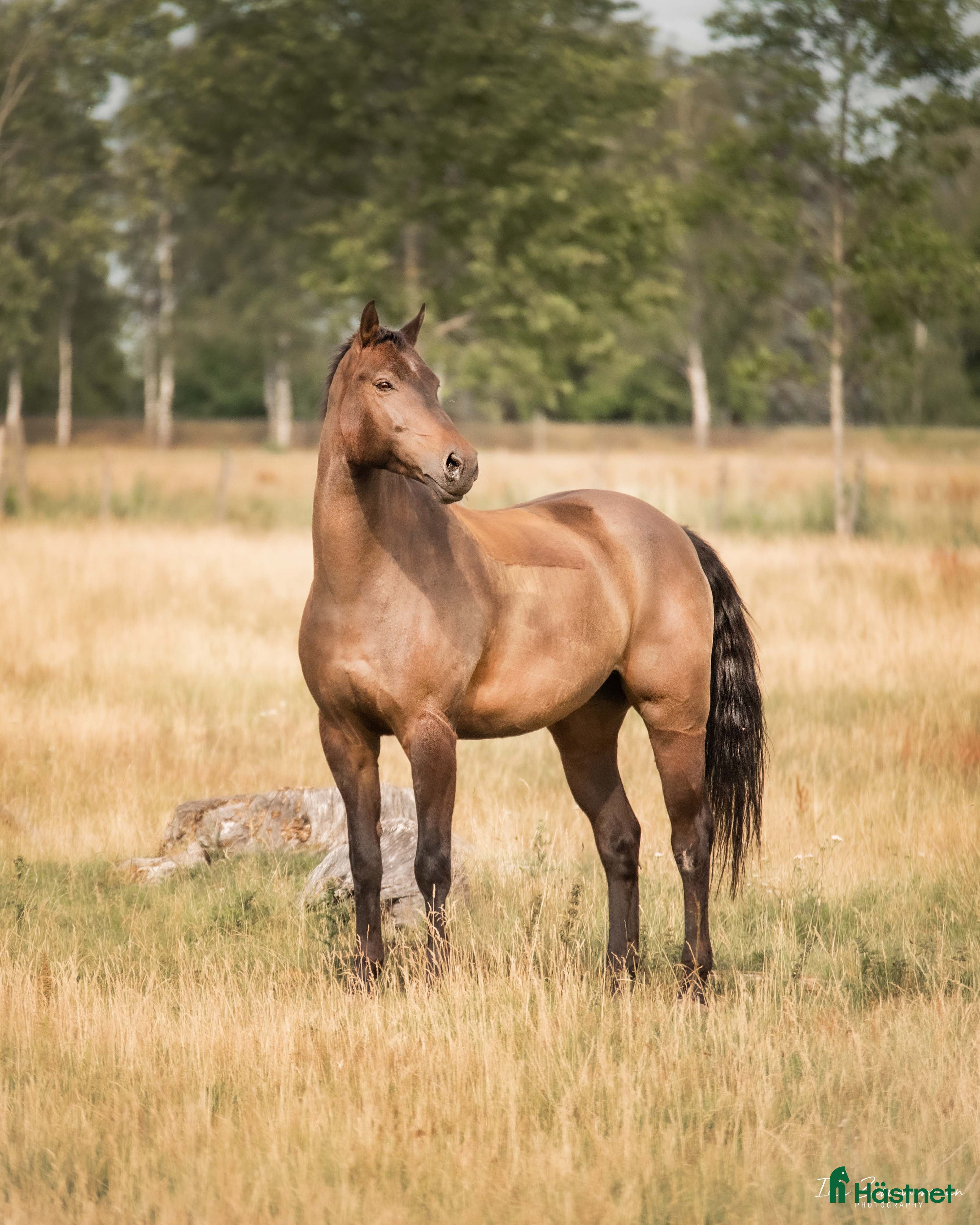  hästar Qummin i Norrköping - Annons 12