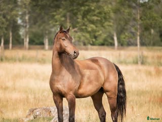 hästar Qummin i Norrköping - Annons 16