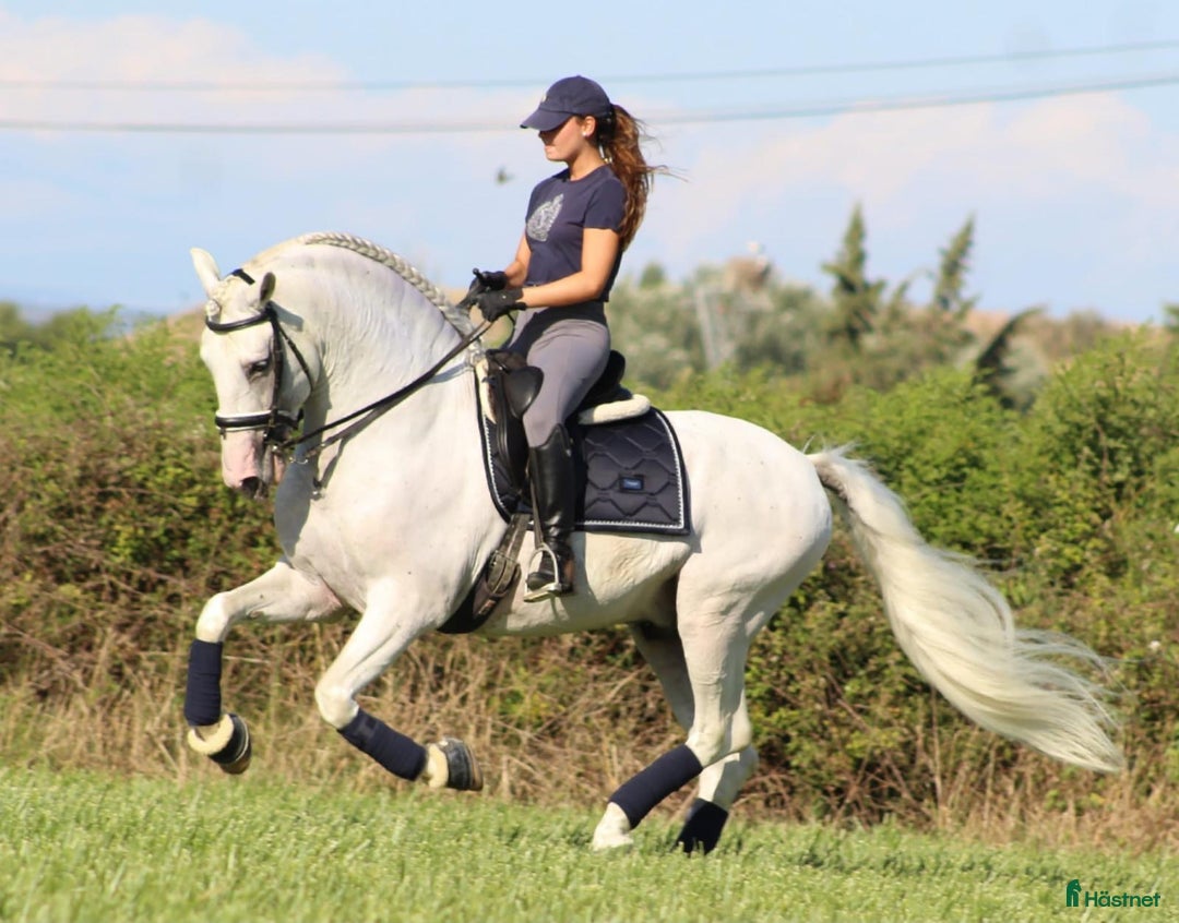 Dressyr hästar till salu: SÅLD - Vacker PRE läromästare - Annons 6