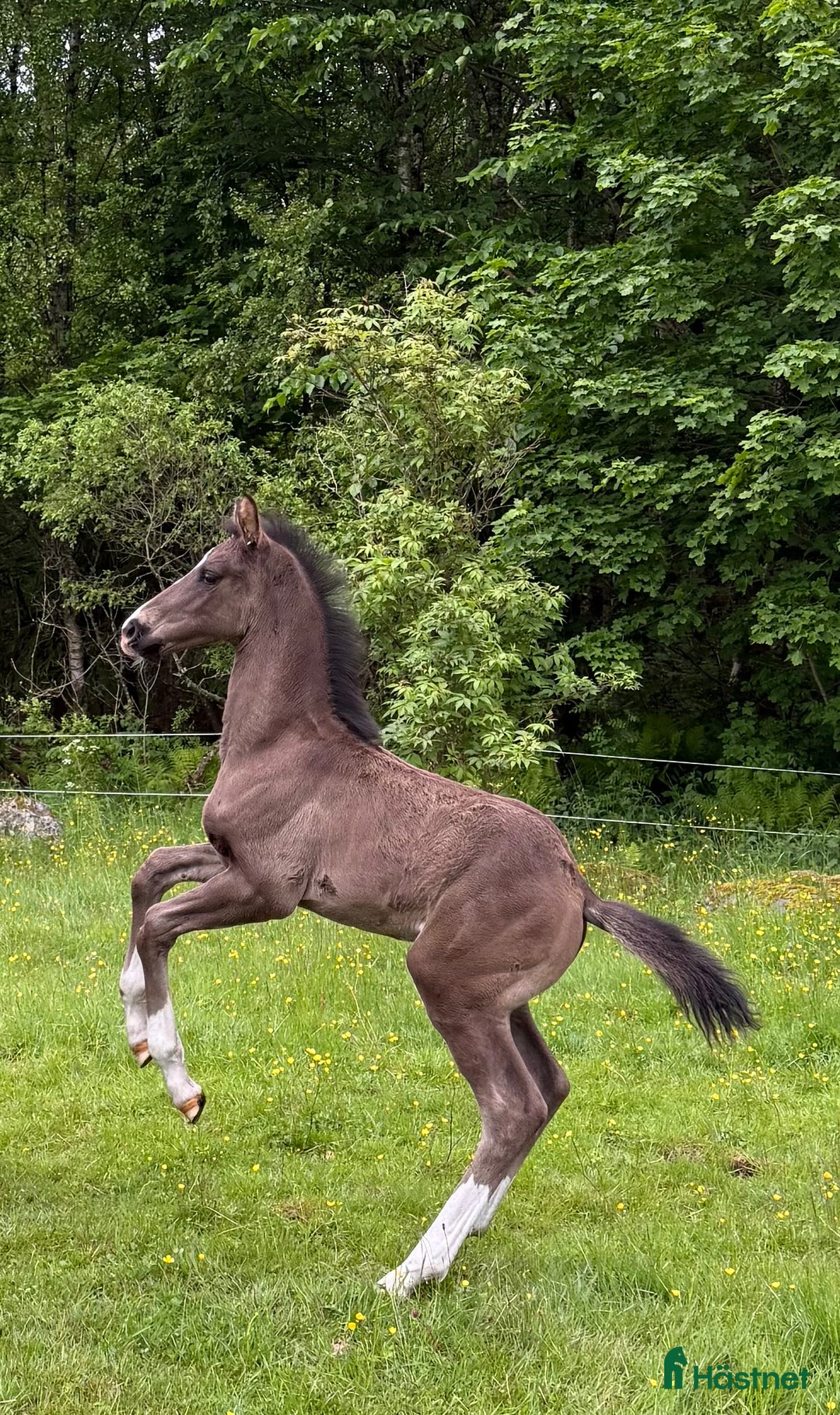 Dressyr hästar till salu: Premieföl - Högst bedömt i Sverige 2025 i Borås - Annons 7