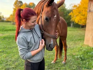 hästar Skogsmullen med hjärtat på rätt ställe! i Falköping - Annons 15