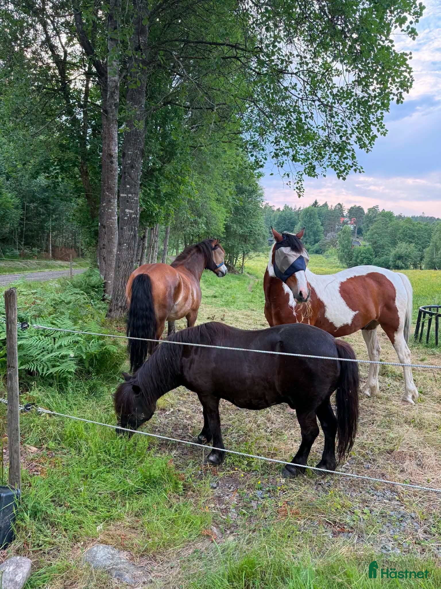  hästar Galaxen söker hästkamrat - Annons 3
