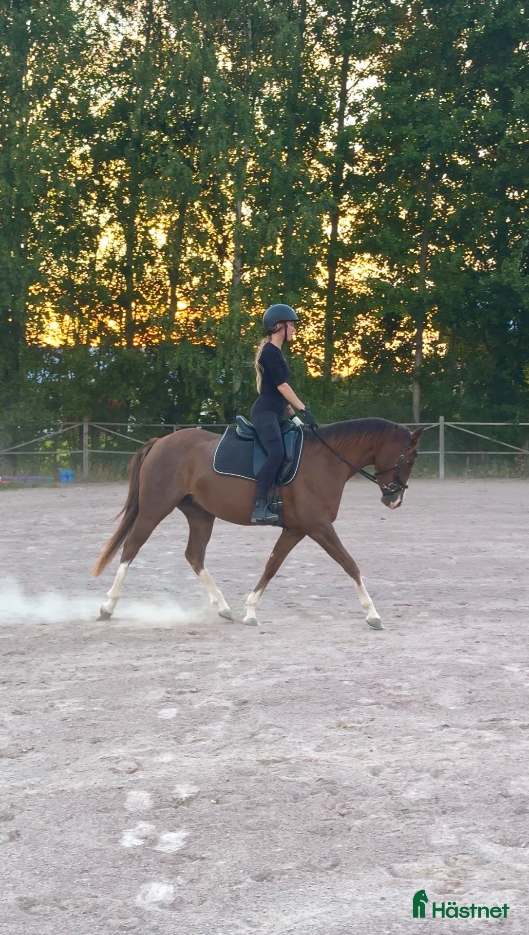  hästar Framtida tävlingsponny  - Annons 1
