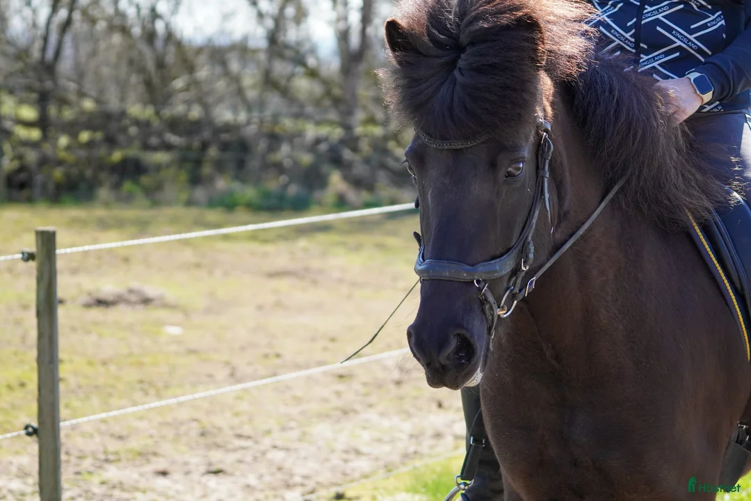 Island hästar till salu: Lilja – den perfekta familjehästen!  - Annons 10