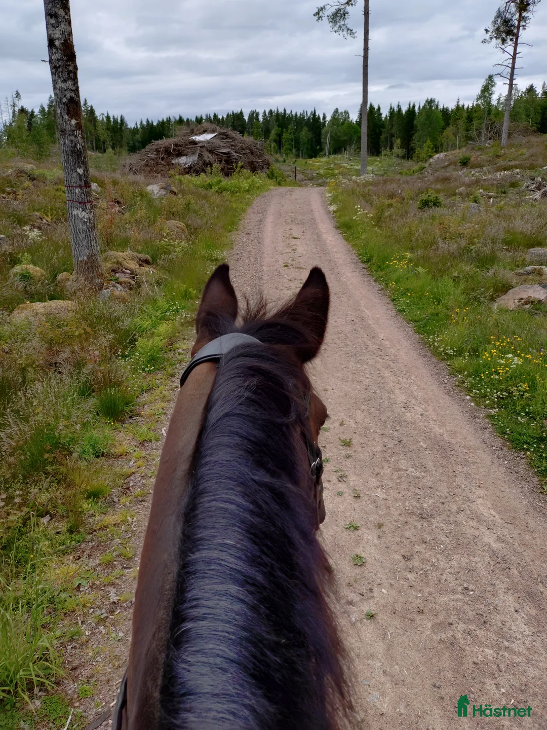 Allround hästar sökes: Söker min nya bästa vän  i Tranås - Annons 1