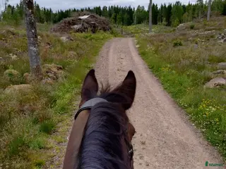 hästar Söker min nya bästa vän i Tranås - Annons 14