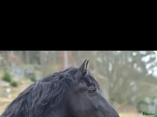 hästar Vacker Frieser söker nytt hem 🌟 - Annons 5