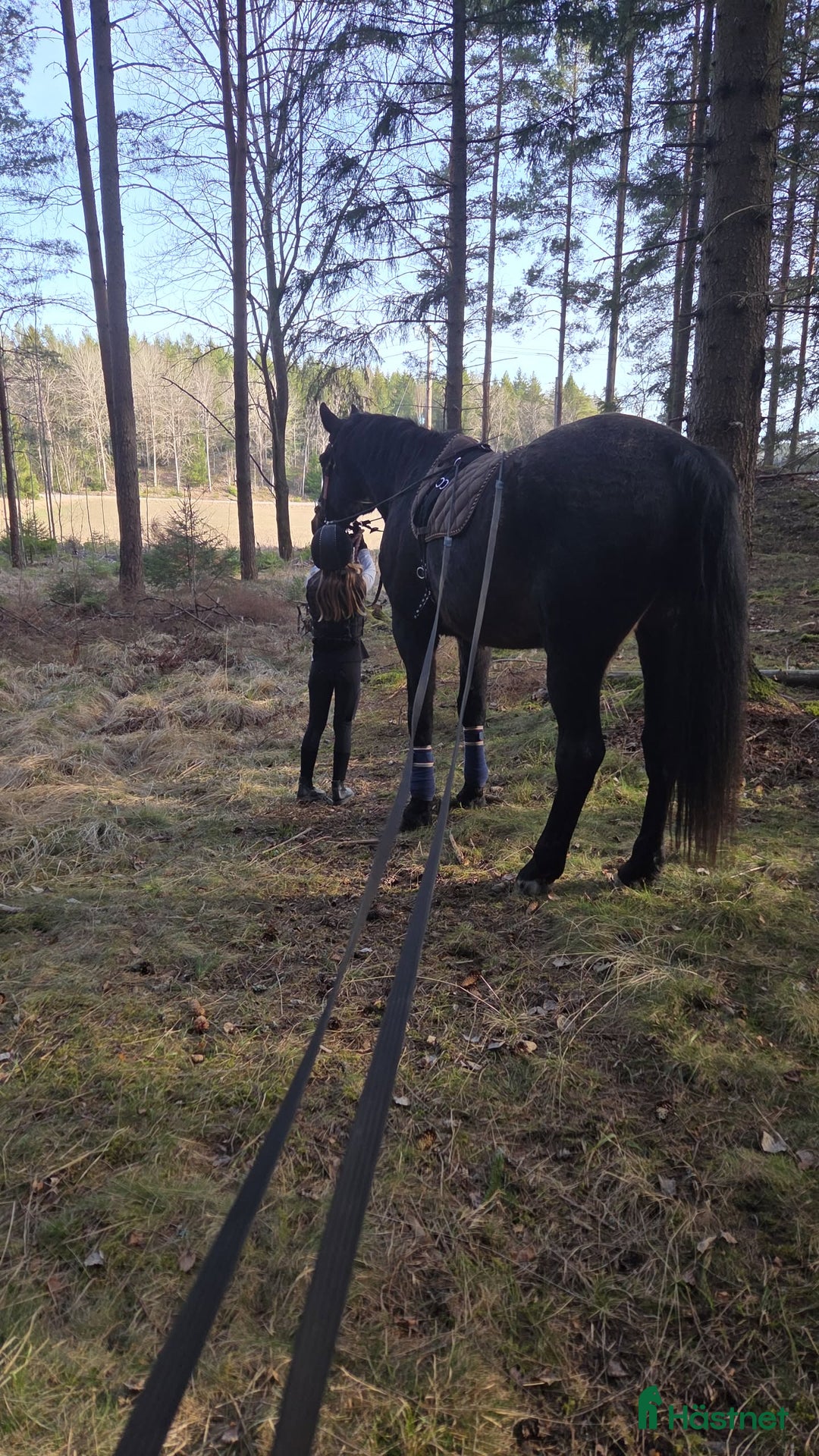  medryttarhäst finnes: Söker en till medryttare till stort halvblod i Grödinge - Annons 2
