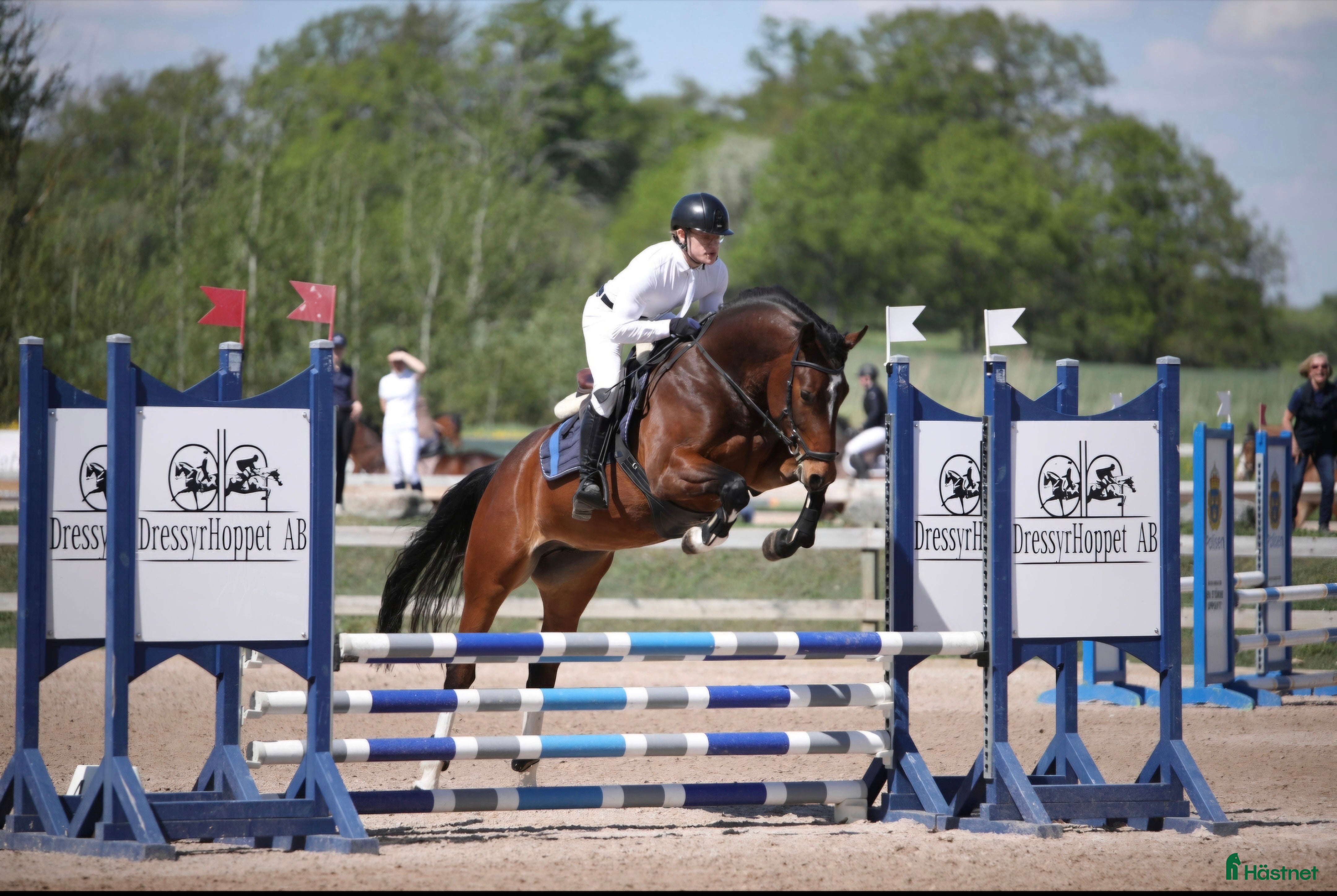  hästar Kvalitativ 5-åring till salu  i Norrköping - Annons 3