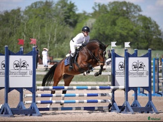 hästar Kvalitativ 5-åring till salu i Norrköping - Annons 12