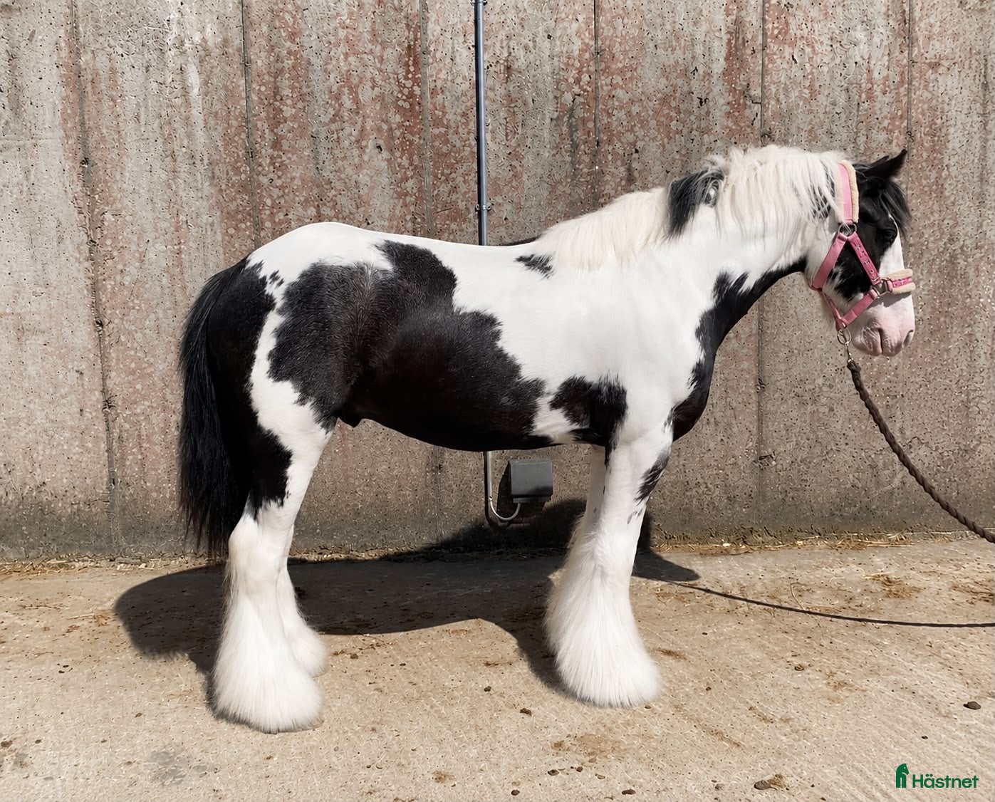  hästar Super 128 gelding  - Annons 6