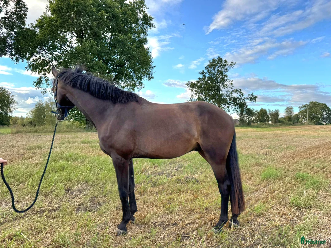 Hoppning hästar till salu: *Resarverad *uppdaterad* 3 årig valack i Båstad - Annons 2