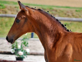 hästar Premiumhingst av Federer x Egalestamm i København - Annons 8