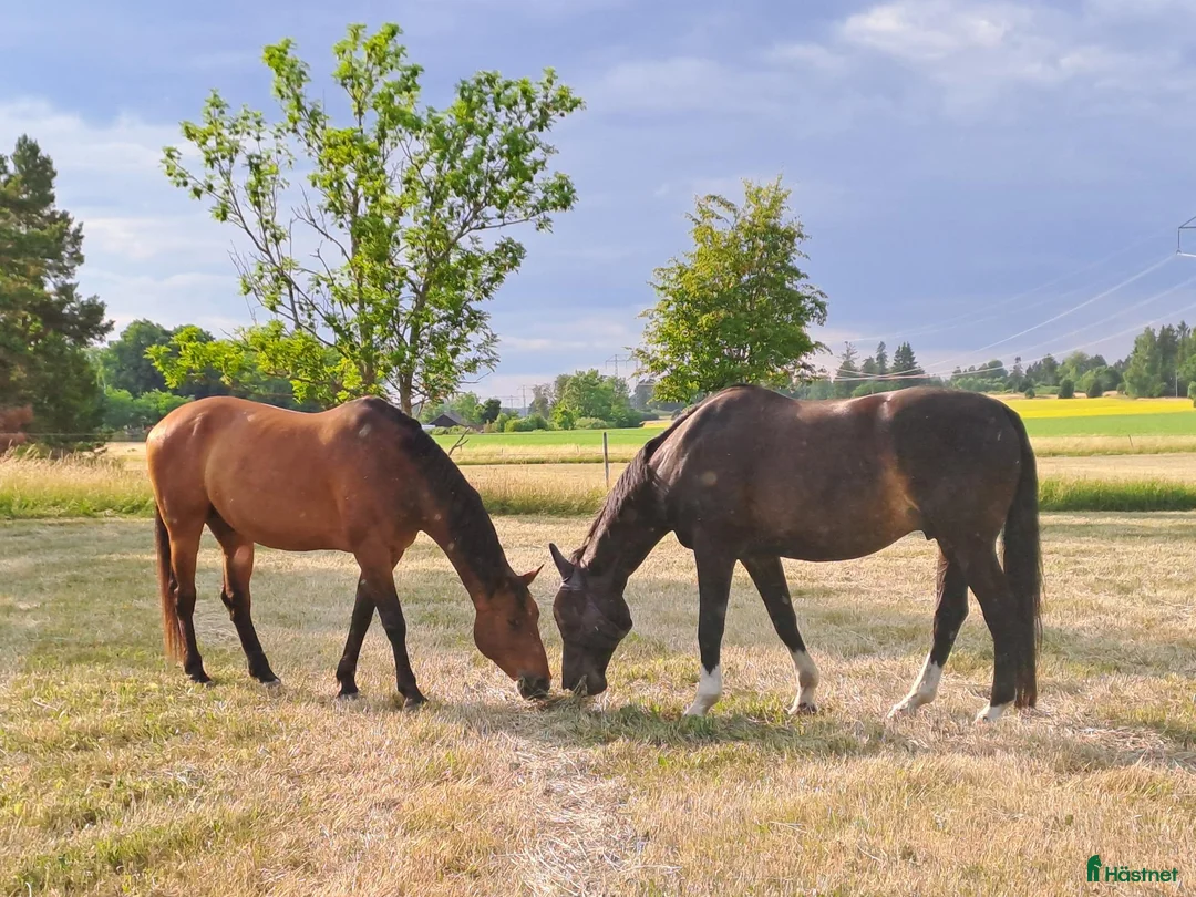  stallplats finnes: Lediga Stallplatser Önsta Stallet i Bro - Annons 14