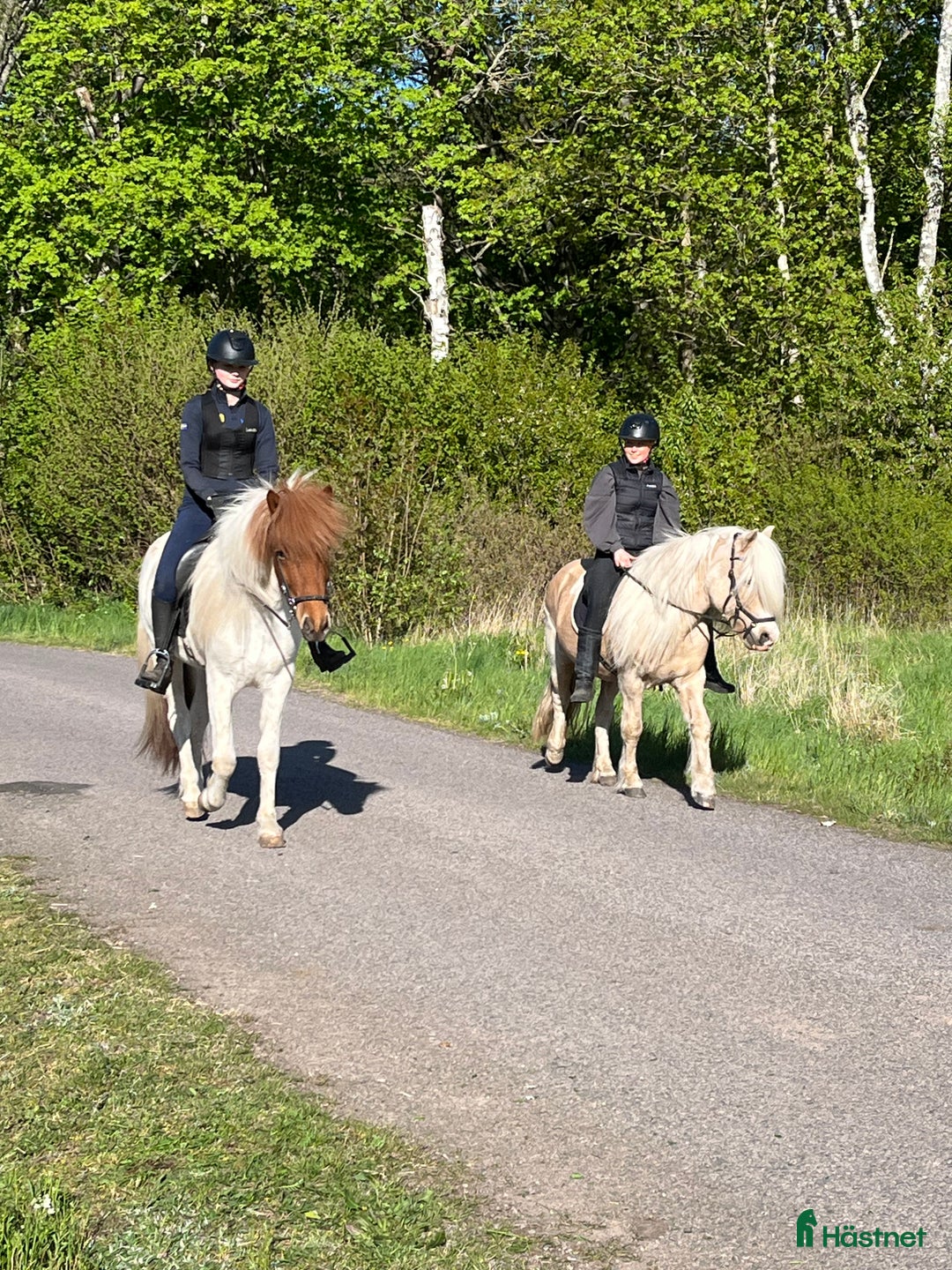 Island hästar till salu: Världen finaste ! i Slöinge - Annons 4