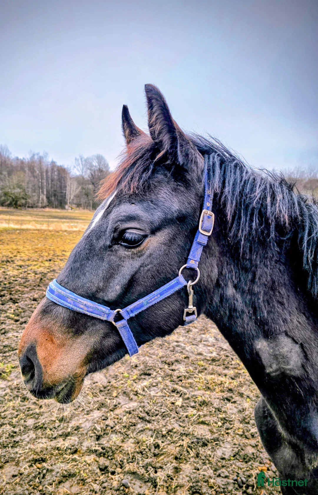 Allround hästar till salu: Åring e.Charif Ek - Annons 2