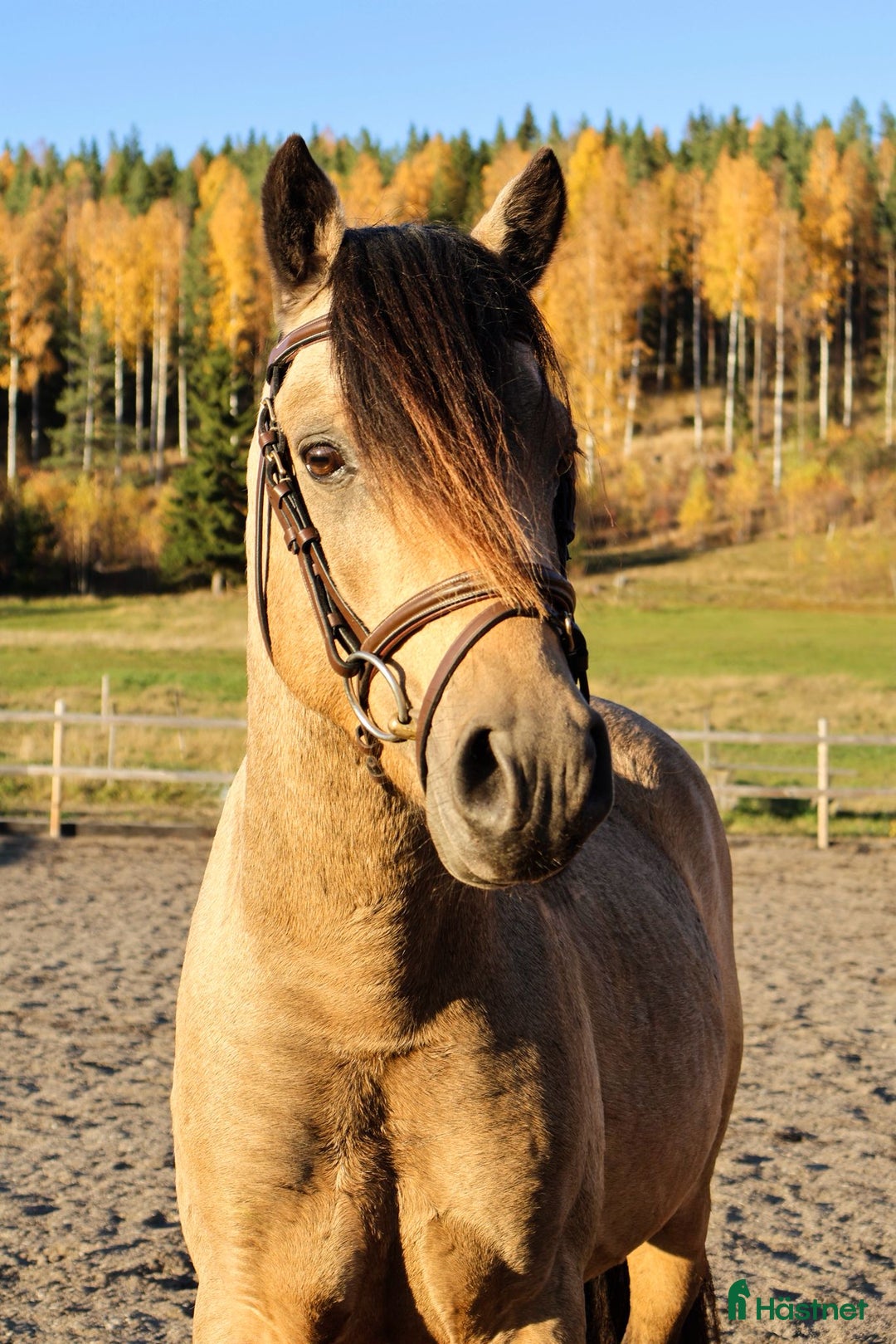 Dressyr hästar till salu: Unikt framtidsämne!  - Annons 2