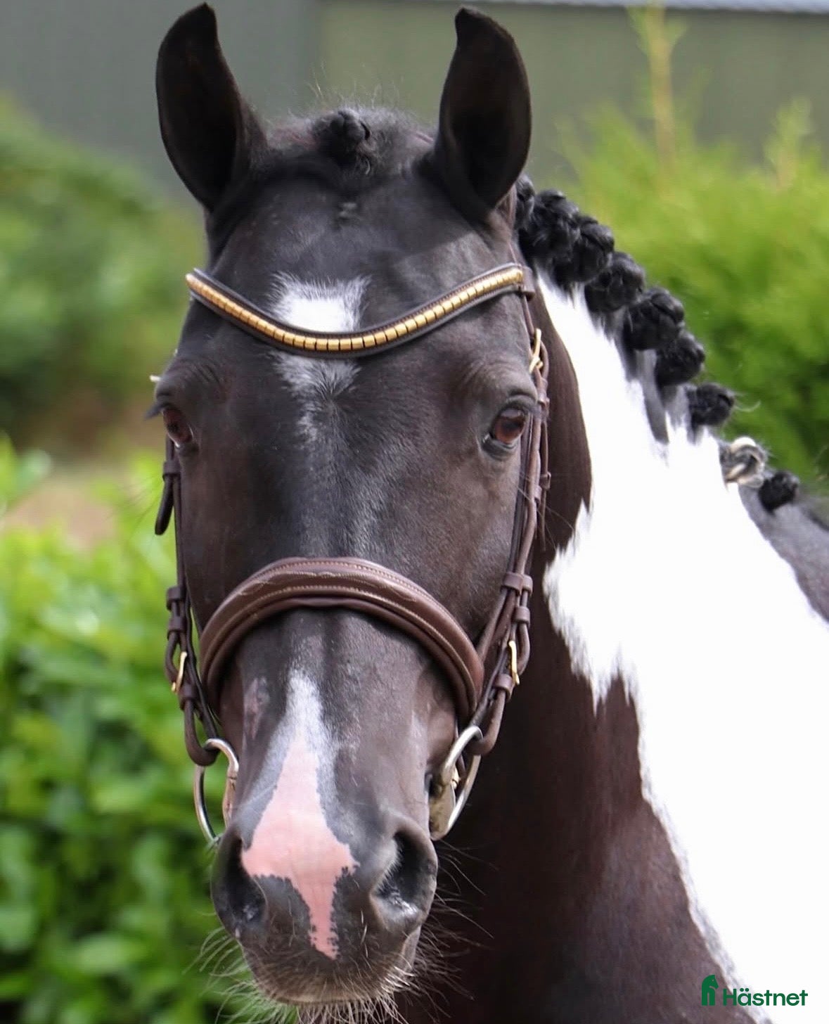 Sällskap hästar till salu: Riktigt gullig ponny för sällskap och skogsridning - Annons 1