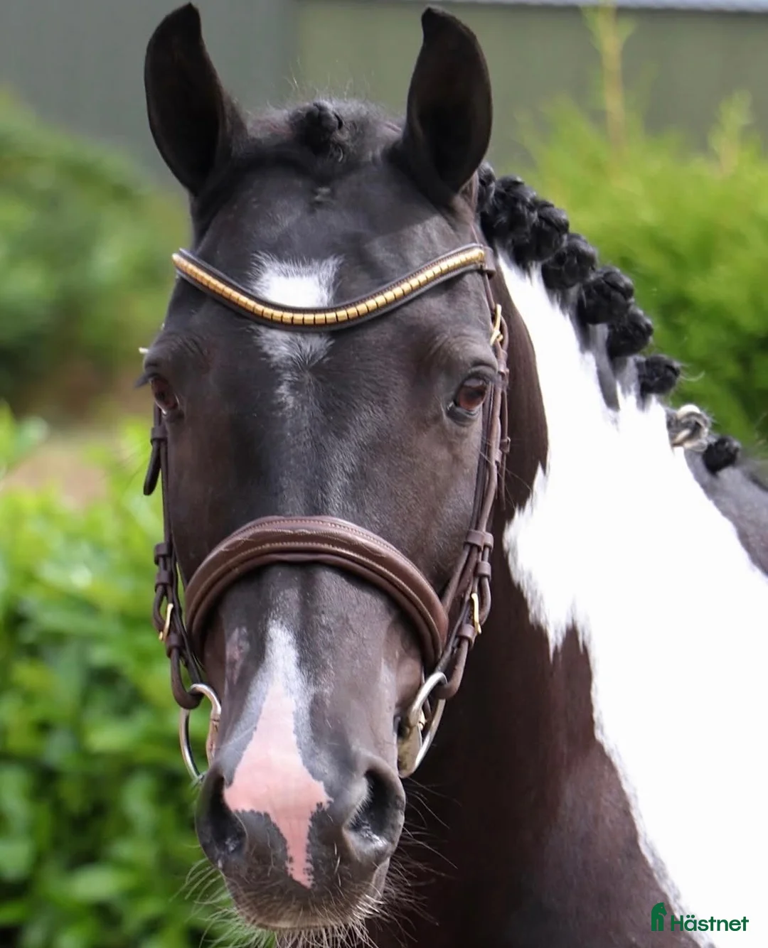 Sällskap hästar till salu: Riktigt gullig ponny för sällskap och skogsridning - Annons 1